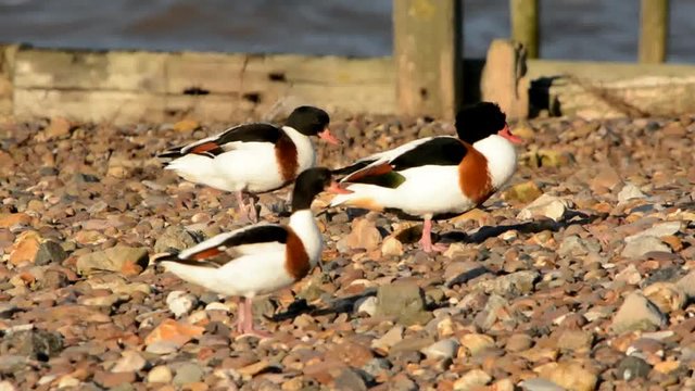 Shelduck, Common Shelduck, Tadorna tadorna