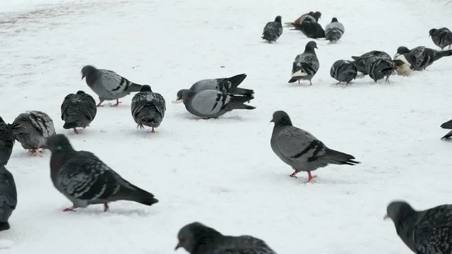 Flock of pigeons eating switchgrass in the urban park in cold winter outdoors