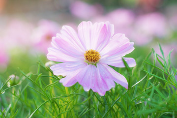 Cosmos with a refreshing.