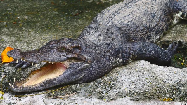 Crocodille opening mouth and showing jaws