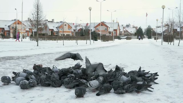 Flock of pigeons eating switchgrass in the urban park in cold winter outdoors