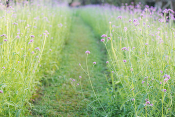 flowers on plots with walkways.