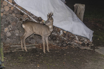 Nocne spodkanie 7 © Andrzej