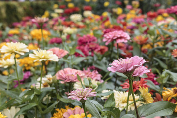 Obraz premium Many chrysanthemums in the flower garden