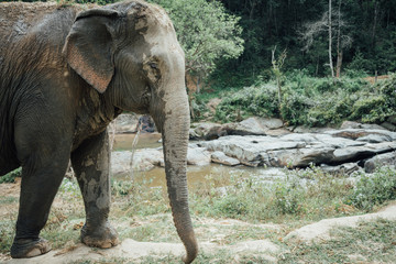 elephant in thailand