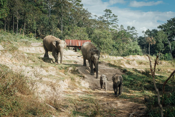 Naklejka na ściany i meble elephant family in thailand,elephant mother and baby in forest,Thailand