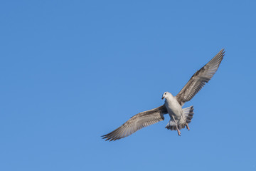 flying seagull with blue sky background.