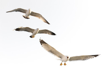 flying seagulls (isolated).