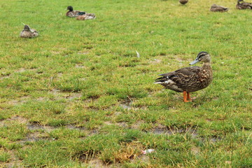 Ducks relaxing on lawn