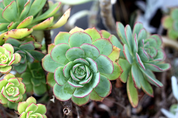 Echeveria Succulent