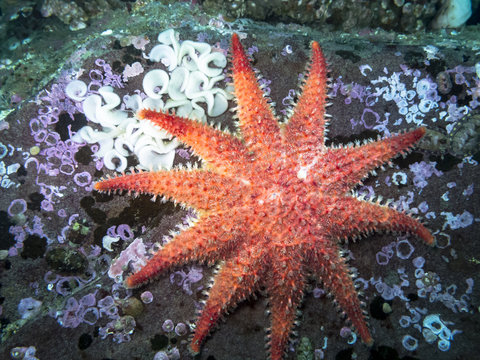 Rose Star (Crossaster papposus)
A vibrant star with many common names photographed in southern British Columbia at a depth of 30ft. Nudibranch eggs on top left of boulder as well.
