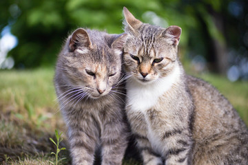 Two beautiful tabby cats