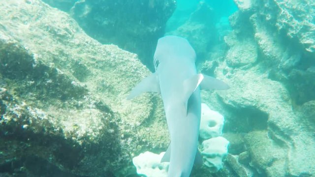 a snorkeler follows a white-tipped reef shark at isla bartolome in the galapagos islands, ecuador