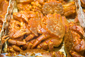 Hairy crabs or horsehair crabs in water container in Japanese fresh market in Otaru, Hokkaido, Japan