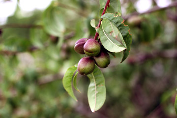 Plum tree