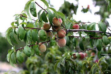 Nectarine tree