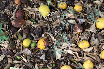 Rotten lemons on ground