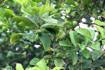 Home grown lemon tree