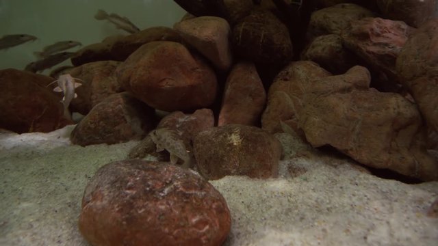Synodontis in freshwater aquarium stock footage video