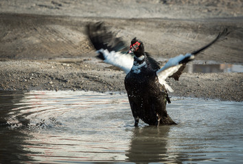 Muscovy Duck flapping wings in puddle