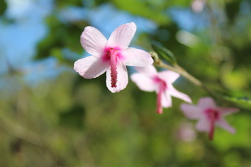 pink Caesar weed, Urena flower