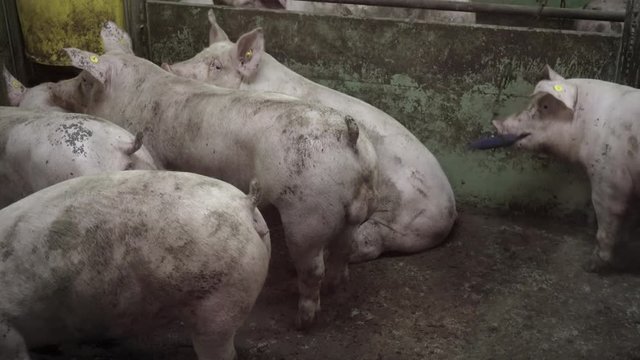 Клип свинья. Балашиха Московская на фермы свиней. Ферма свеня есть Худжанд. Много поросят с гемофилезом.