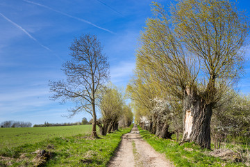 Green spring landscape with country road and trees with old trunks
