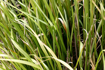 Reeds grass plant texture