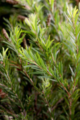 Callistemon or Bottlebrush plant