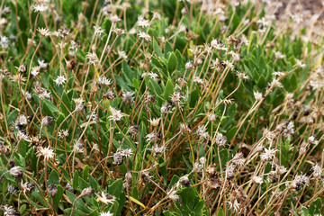 African daisy weed and plants