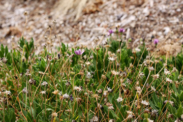 African daisy weed and plants