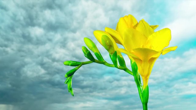 Flower Freesia blossoms, time-lapse 