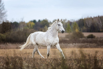 Purebred Arabian horse running free on a meadow. - 187286503