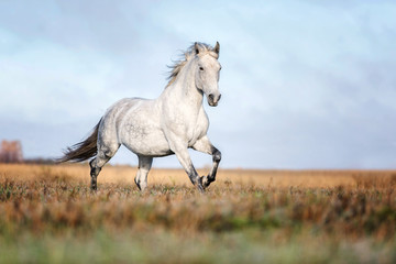 Purebred Arabian horse running free on a meadow. - 187286521