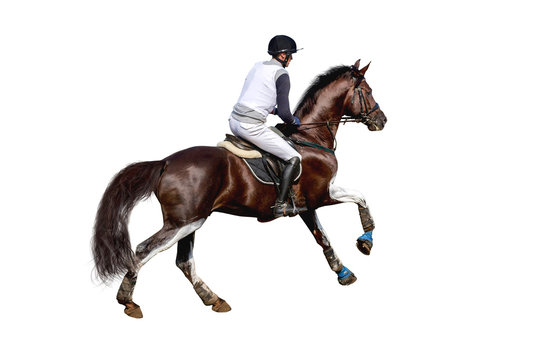 Equestrian rider isolated on white background.
