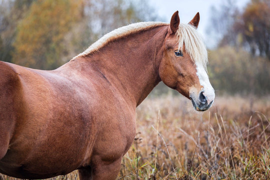 Portrait of a beautiful horse on autumn landscape background.