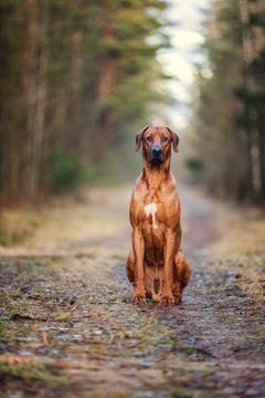ridgeback motion review