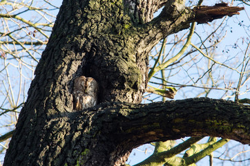 Obraz premium true owl sleeping during a sunny day