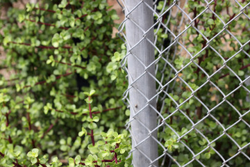 Jade plant and wire fence