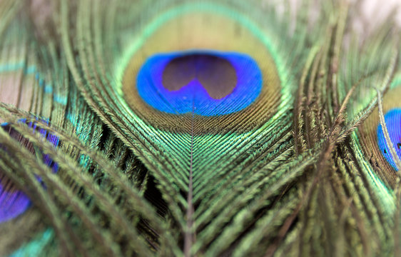 Beautiful peacock feathers. Close up green and blue blur background. Macro defocused pattern.