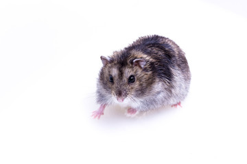 Normal Color of Winter White Hamster