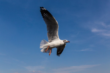Fototapeta premium Slender-billed Gull flying in the blue sky