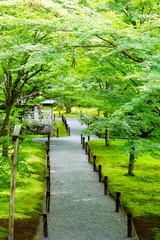 京都大原三千院の青もみじ