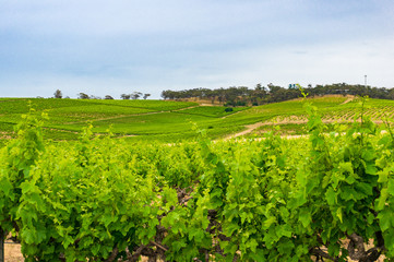 Fototapeta na wymiar Spectacular vinery landscape with green grape vine plants