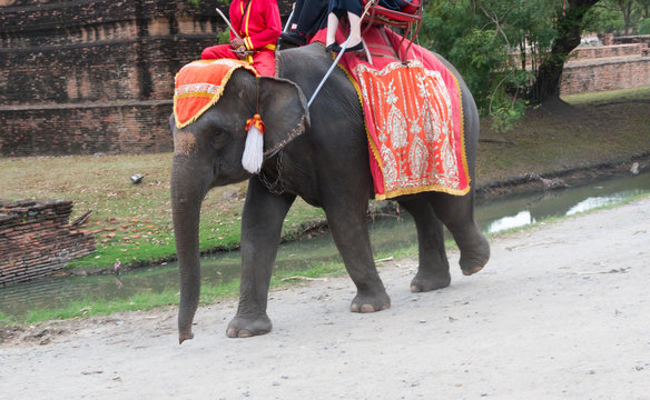 Tourists Sitting On Elephant Back Travel Around The Ancient City At Ayutthaya, Thailand
