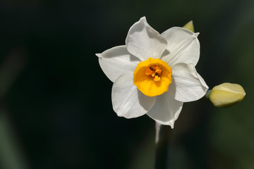 水仙の花