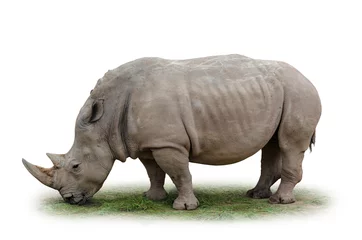 Papier peint photo autocollant rond Rhinocéros sans rhinocéros
