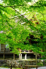 京都大原三千院の青もみじ