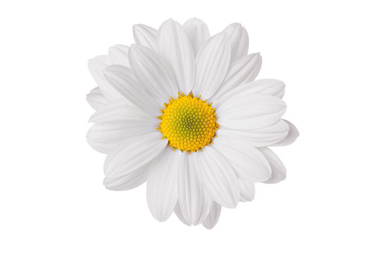 chamomile flower beautiful and delicate on white background