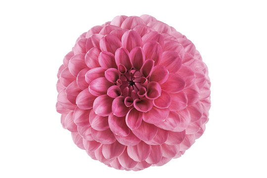 flower pink dahlia on a white background